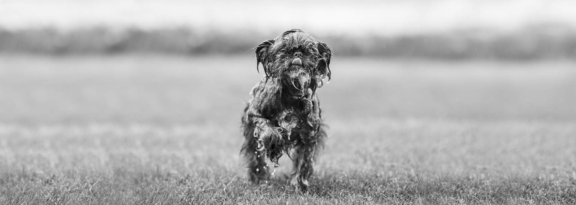 Dog-8#_L
